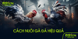 Cách nuôi gà đá hiệu quả