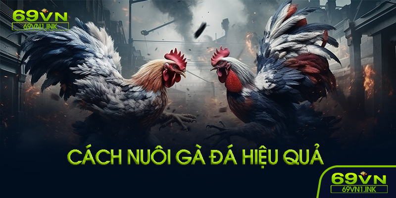 Cách nuôi gà đá hiệu quả