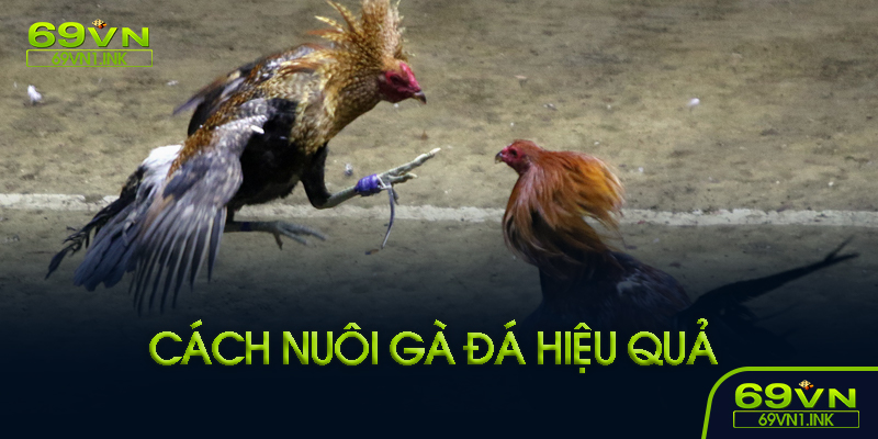 Cách chăm sóc gà đá