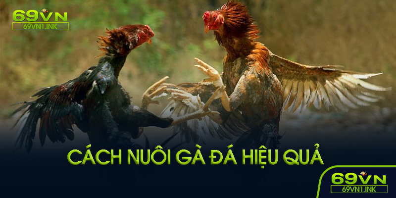 Kinh nghiệm từ sư kê lâu năm