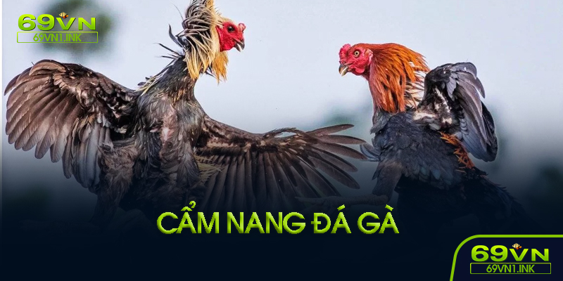 Cẩm nang đá gà là gì