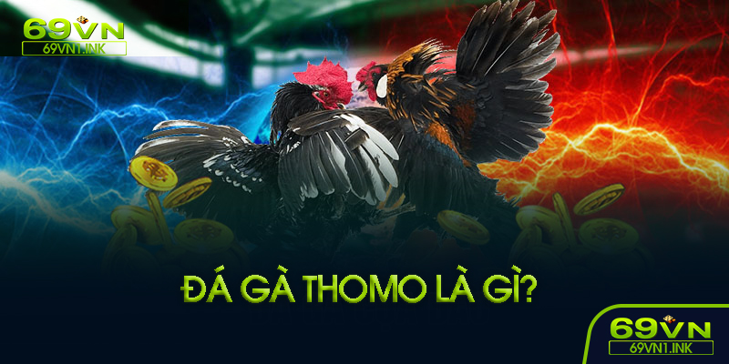 Đá gà Thomo là gì