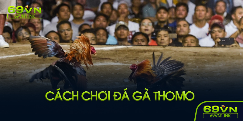 Luật chơi đá gà Thomo