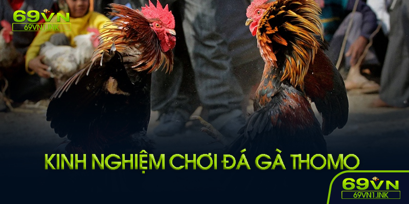 Cách tham gia đá gà 69VN